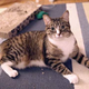 Image for article titled Cat Placed On 5 Minutes’ Half-Assed Observation After Possibly Ingesting Plastic Thing
